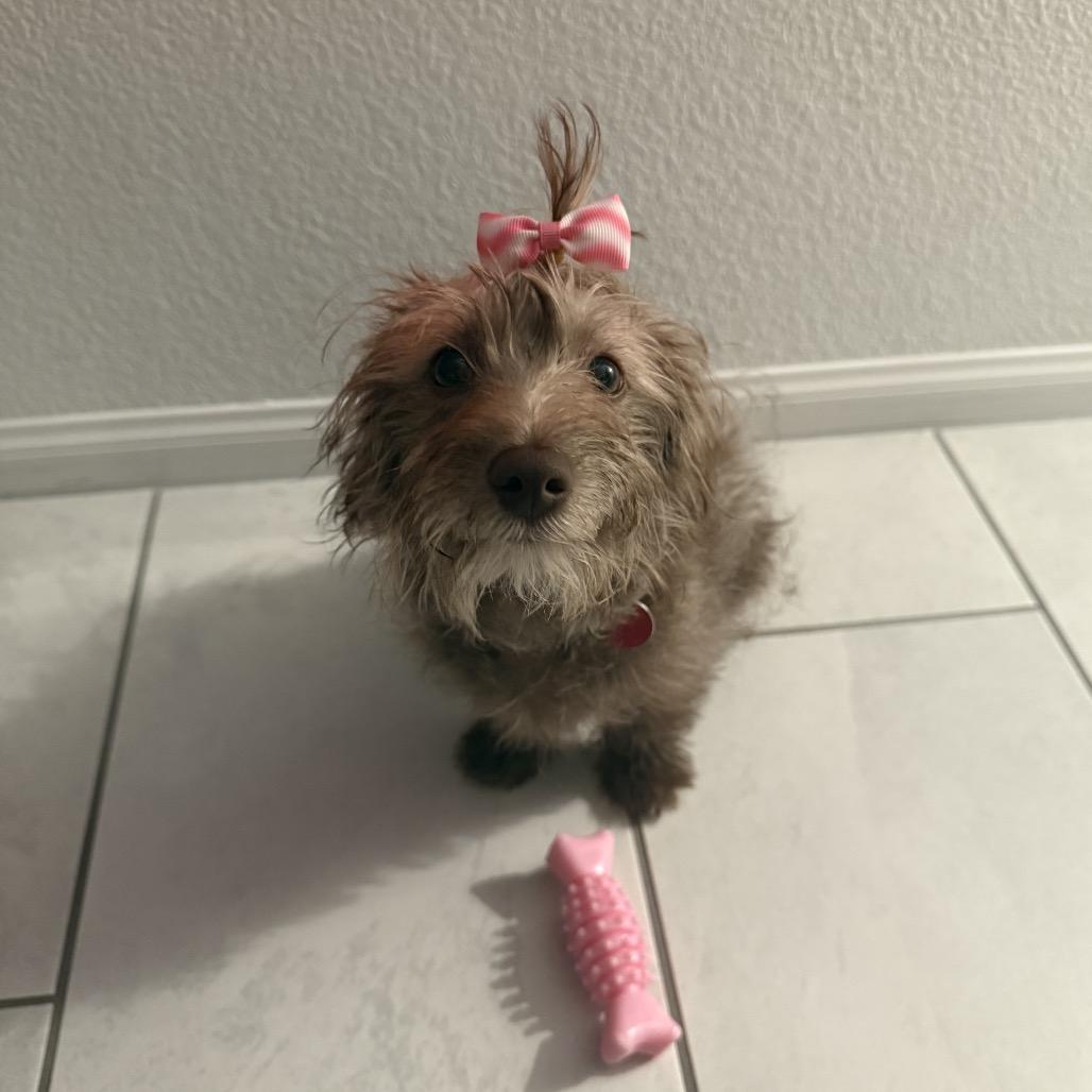 Enlarge Maggie, a Adoptable mixed breed in Las Vegas, NV image 2/2