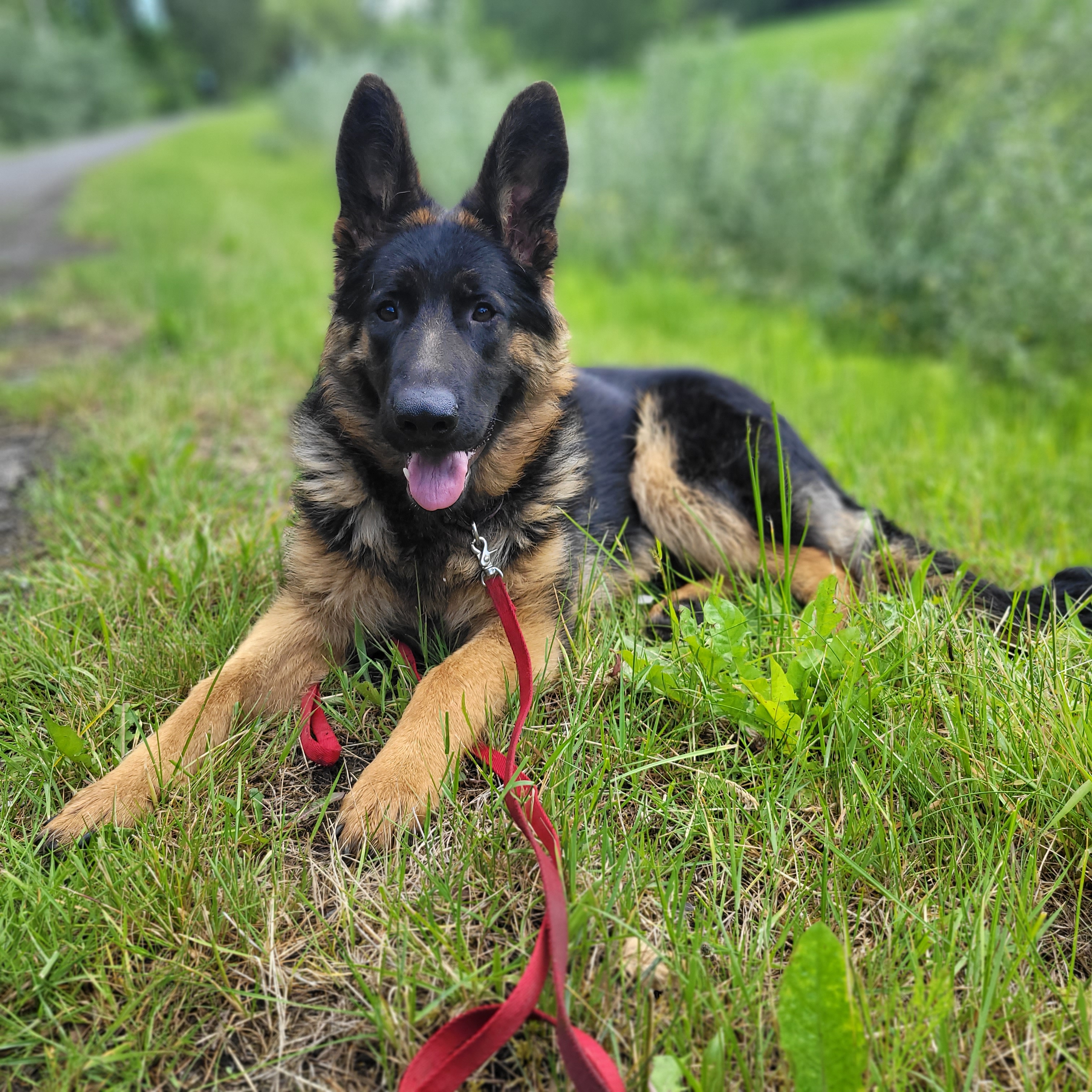 Sugar, Adoptable, Adult Female German Shepherd Dog.