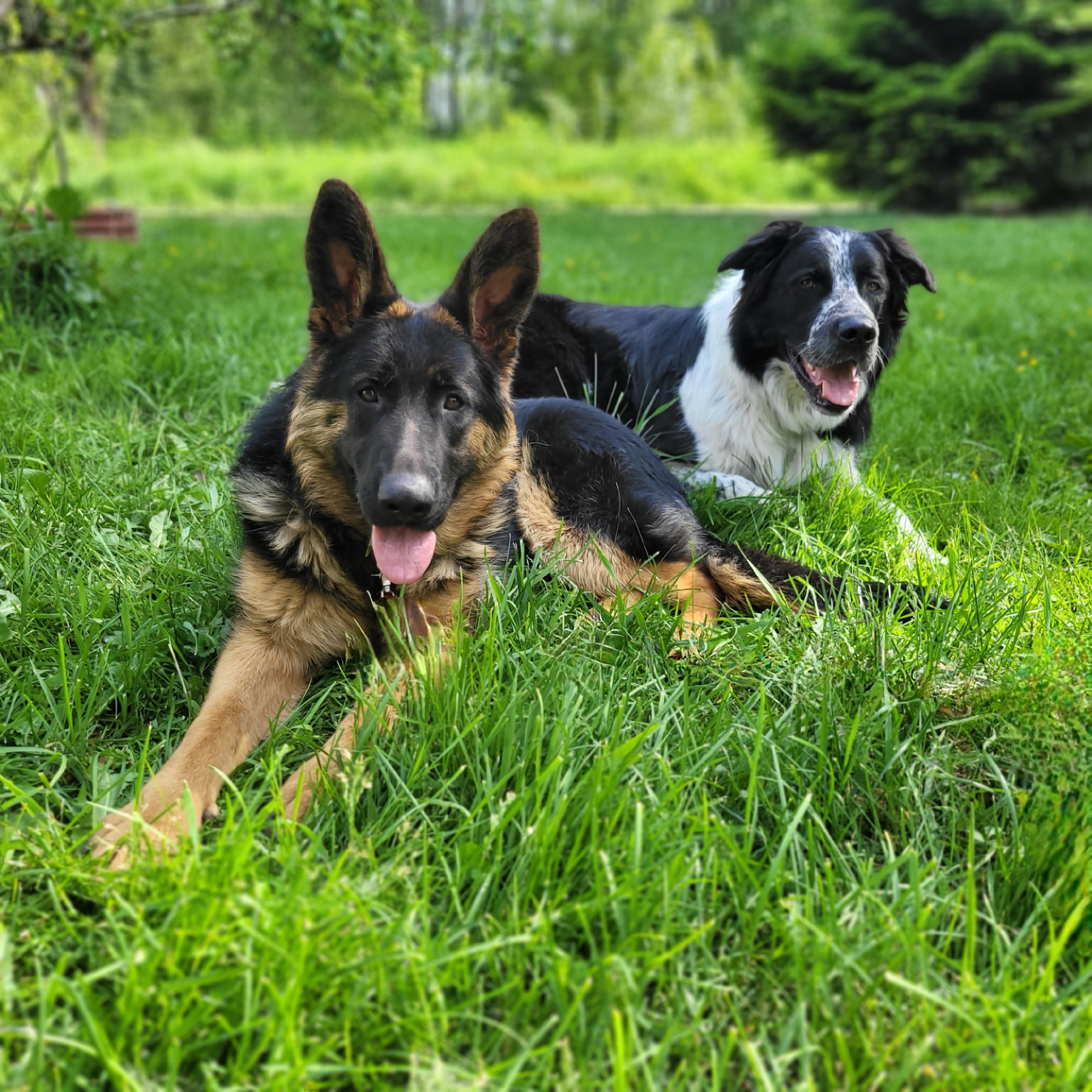 Sugar, a Adoptable German Shepherd Dog in Vancouver, BC image 2/3