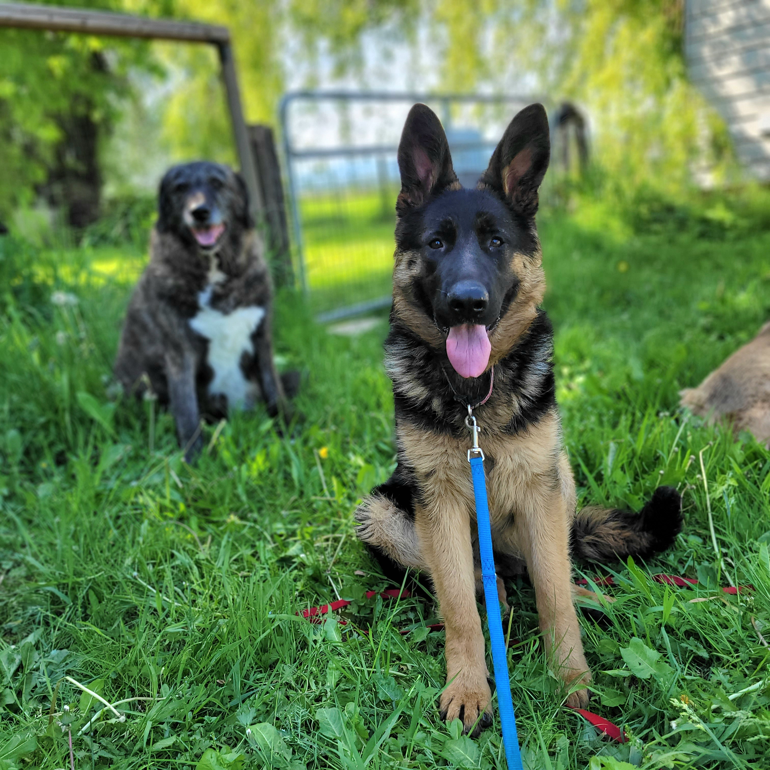 Sugar, a Adoptable German Shepherd Dog in Vancouver, BC image 3/3