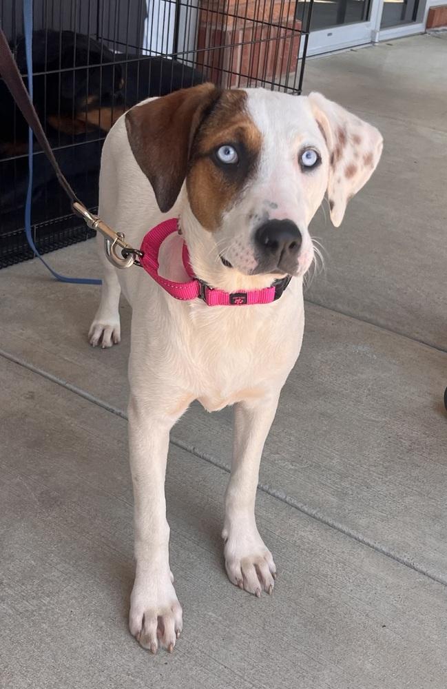 Enlarge Amanda, a Adoptable mixed breed in Acworth, GA image 1/3