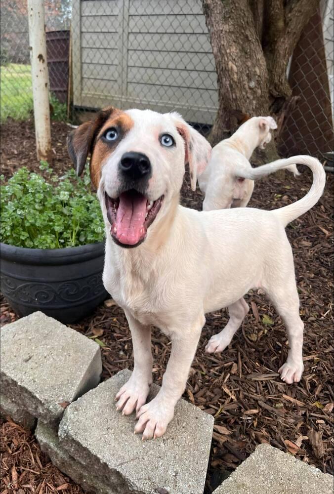 Amanda, Adoptable, Puppy Female Mixed Breed.