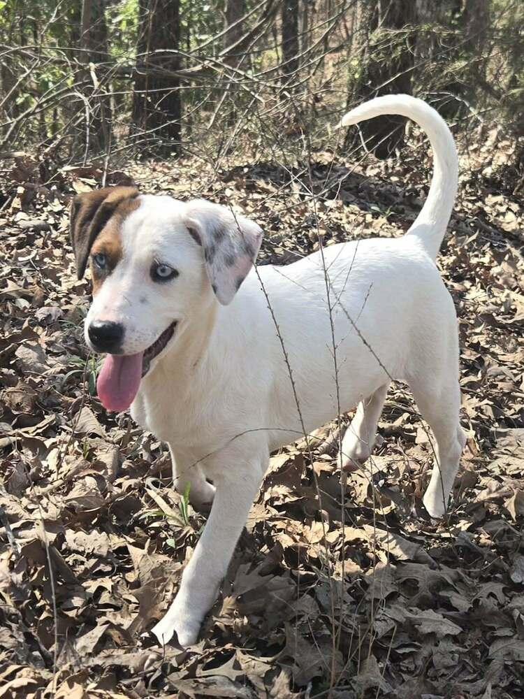 Enlarge Amanda, a Adoptable mixed breed in Acworth, GA image 3/3