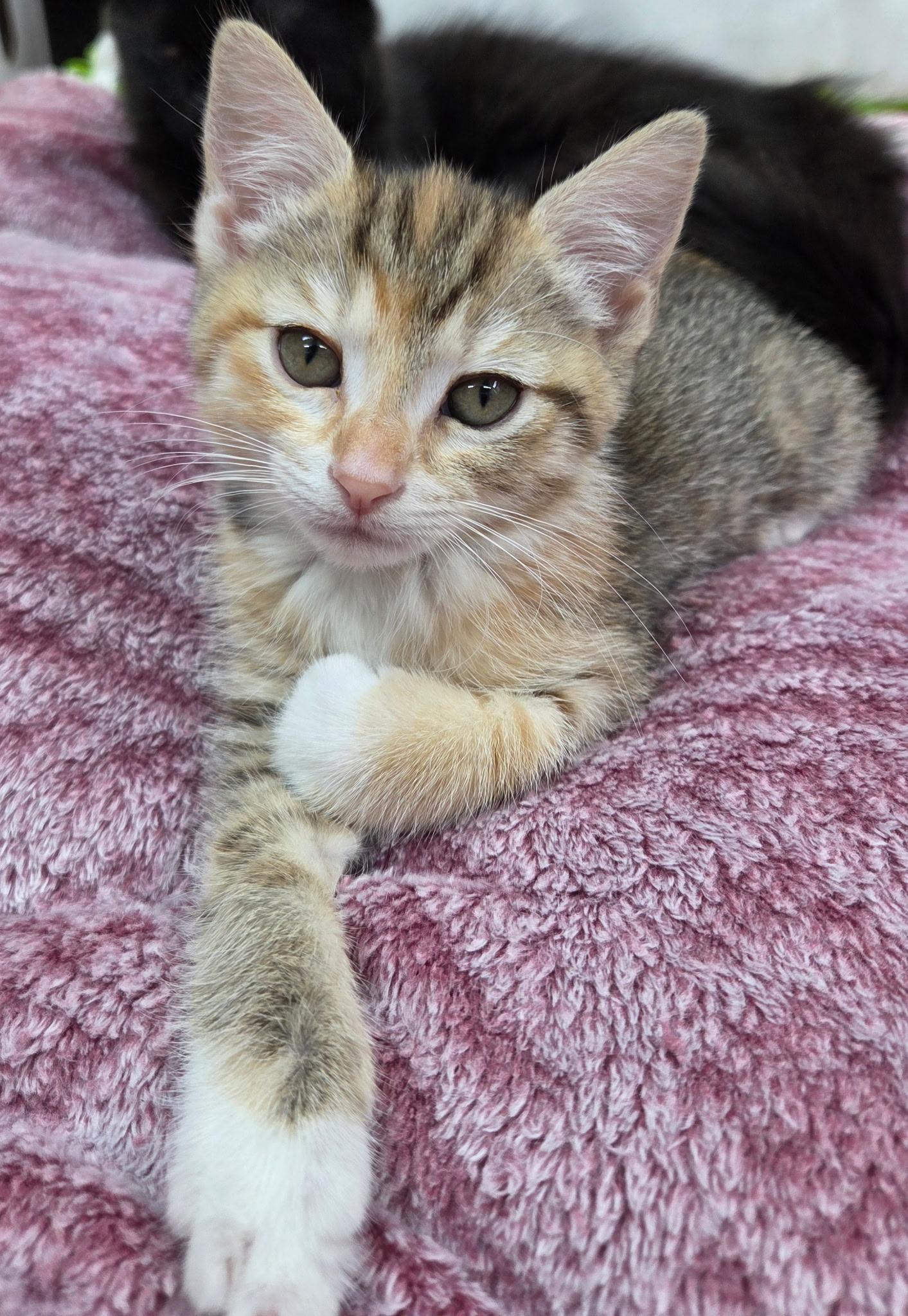 Honda, a Adoptable Domestic Short Hair in Houston, TX image 1/2