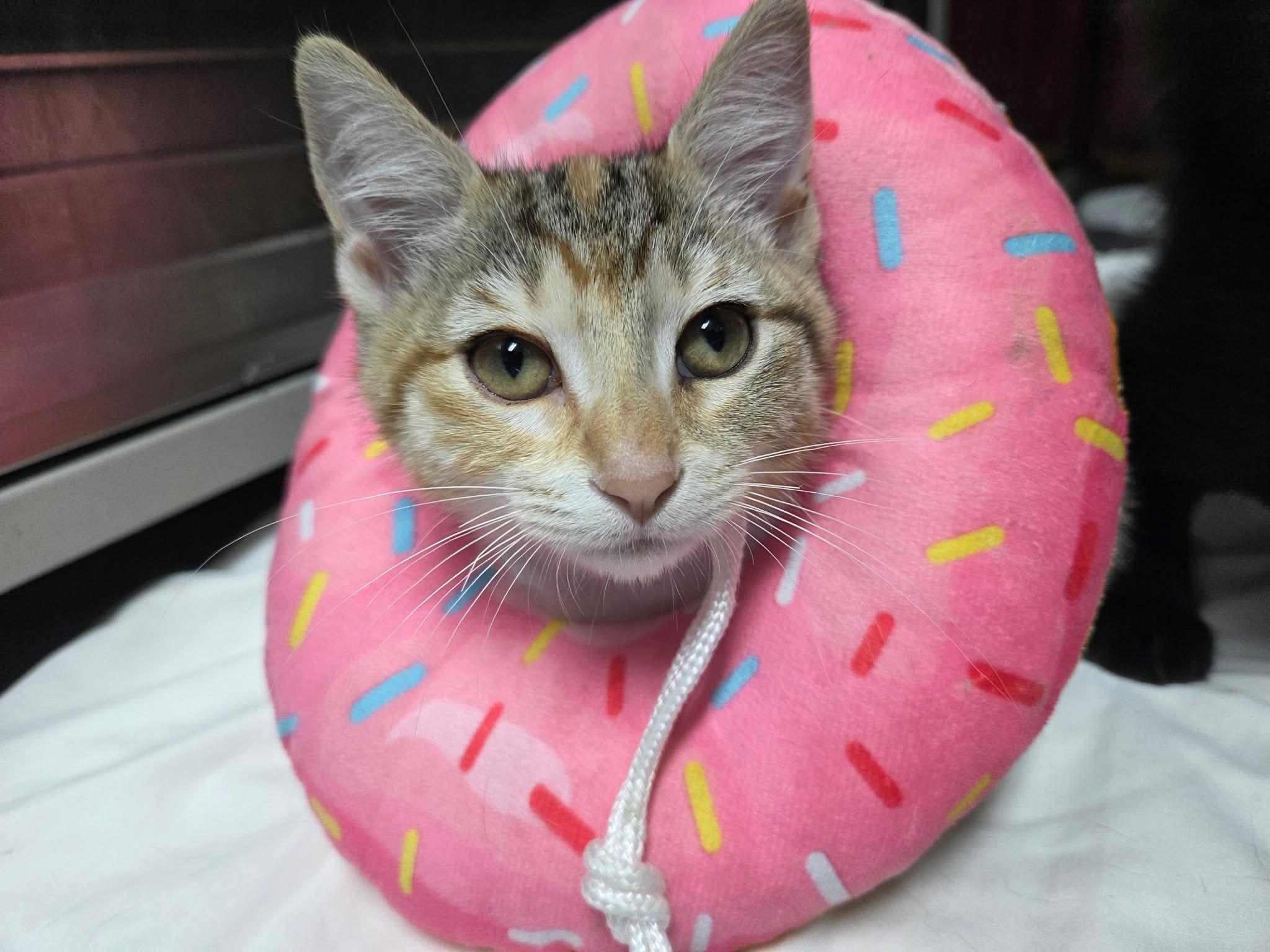 Honda, a Adoptable Domestic Short Hair in Houston, TX image 2/2