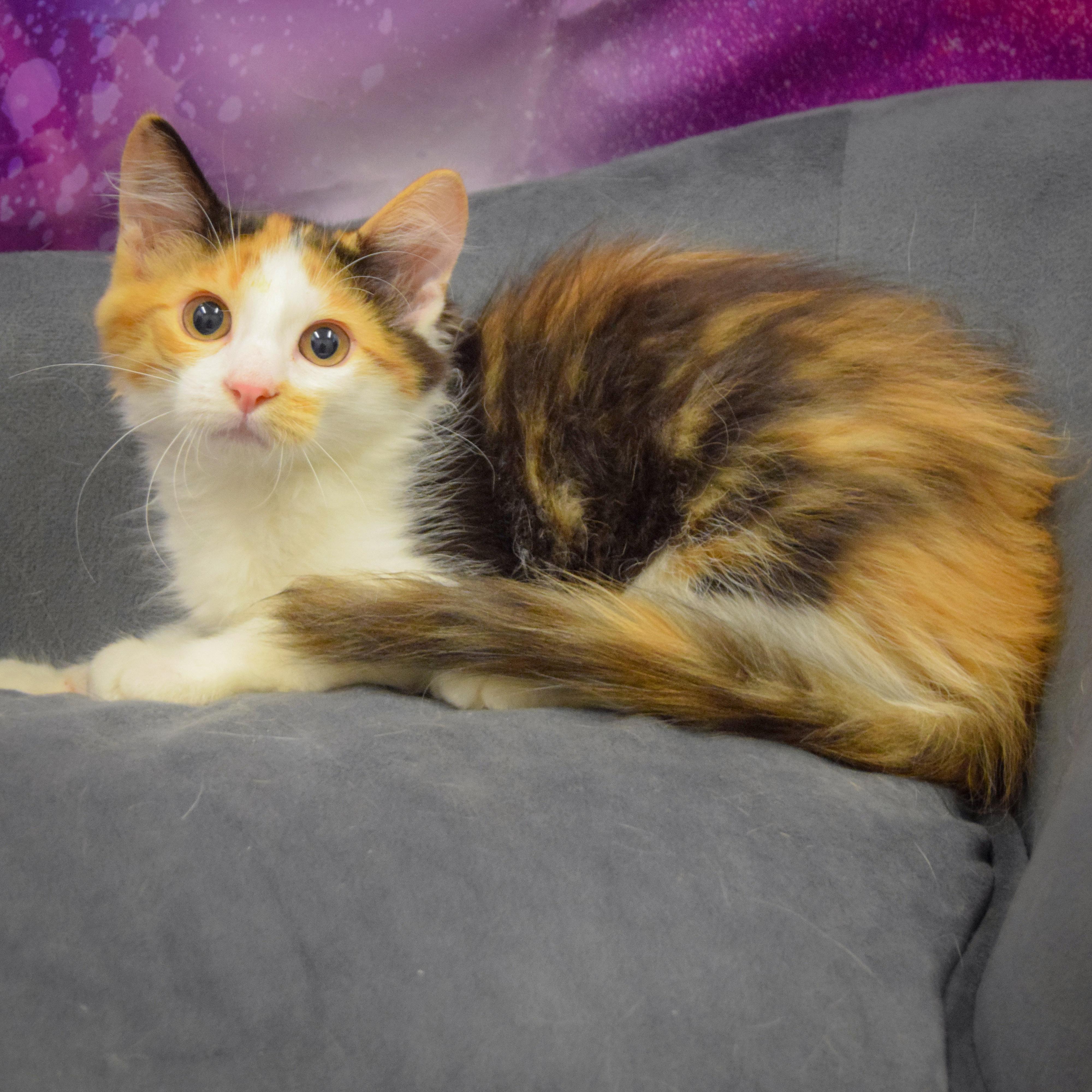 Daisy photo 4