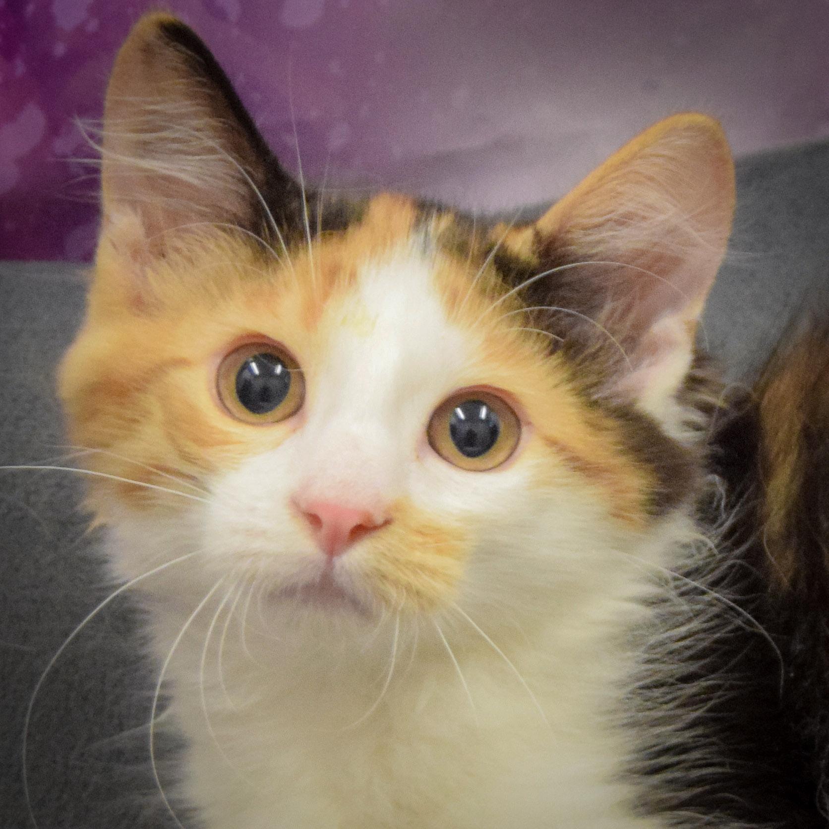 Daisy, Baby Female Calico