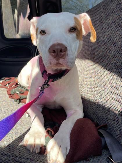 Peaches, Adoptable, Puppy Female Pit Bull Terrier & Mixed Breed.