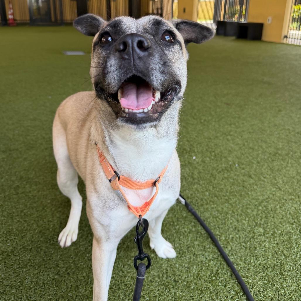 Sienna, Adoptable, Adult Female Anatolian Shepherd & Mixed Breed.
