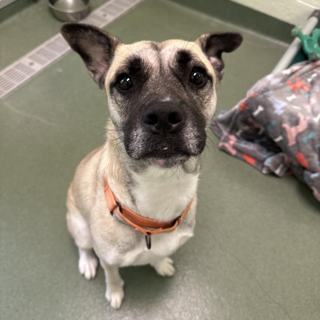 Sienna, a Adoptable mixed breed in West Palm Beach, FL image 2/6