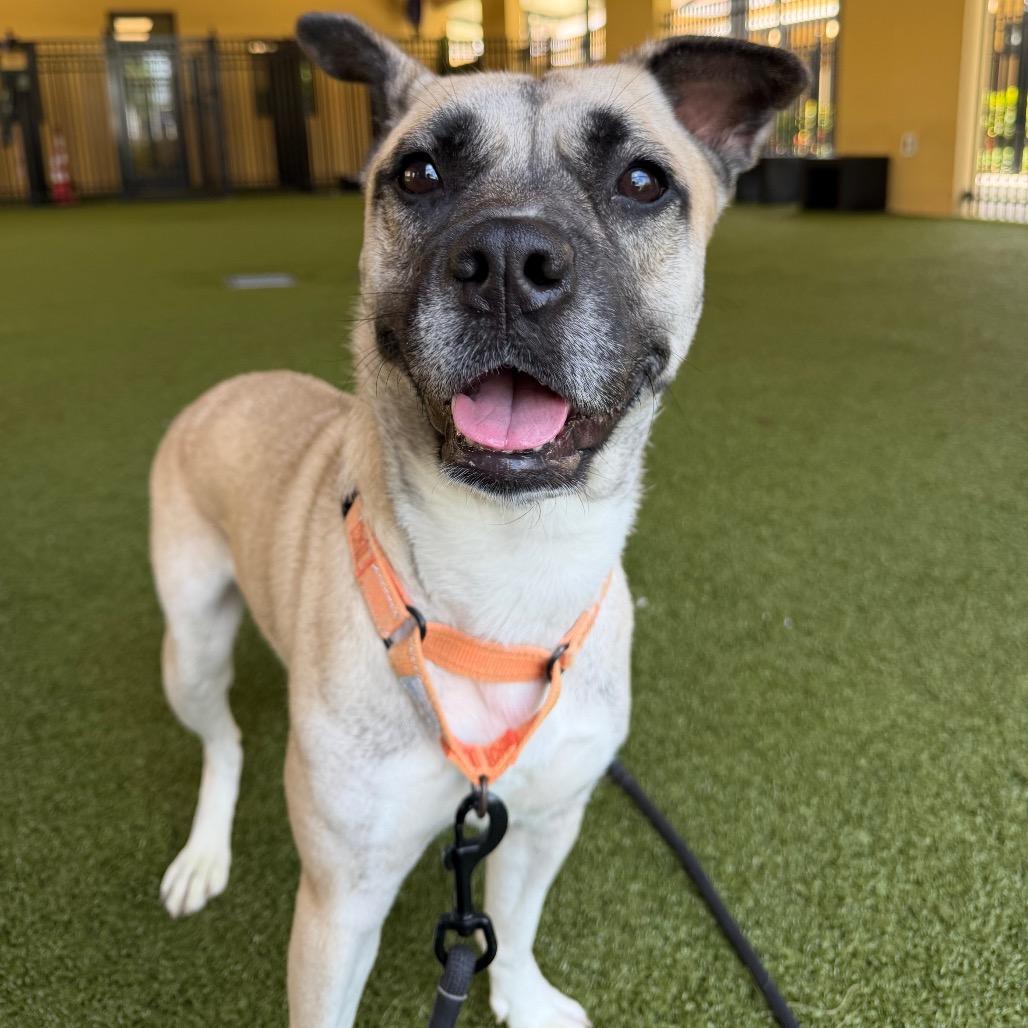 Sienna, a Adoptable mixed breed in West Palm Beach, FL image 3/6