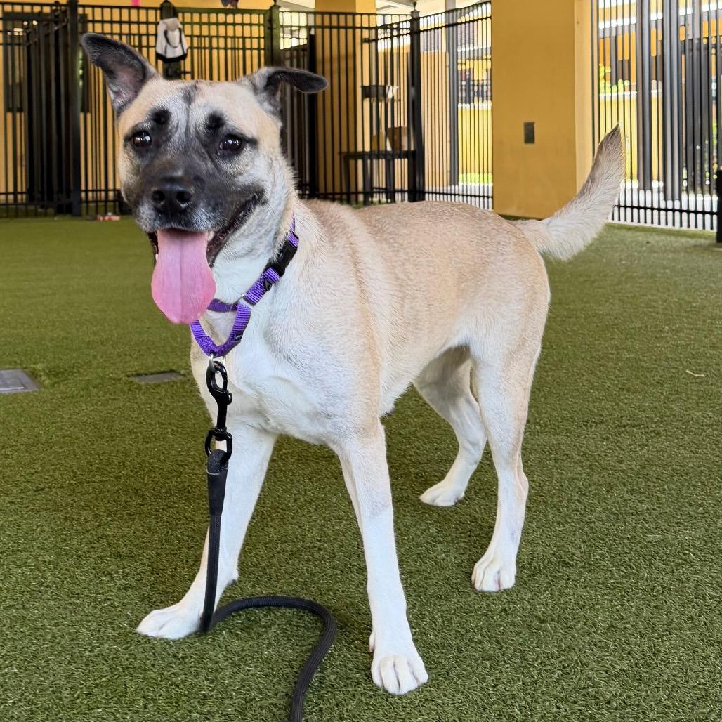 Sienna, a Adoptable mixed breed in West Palm Beach, FL image 4/6