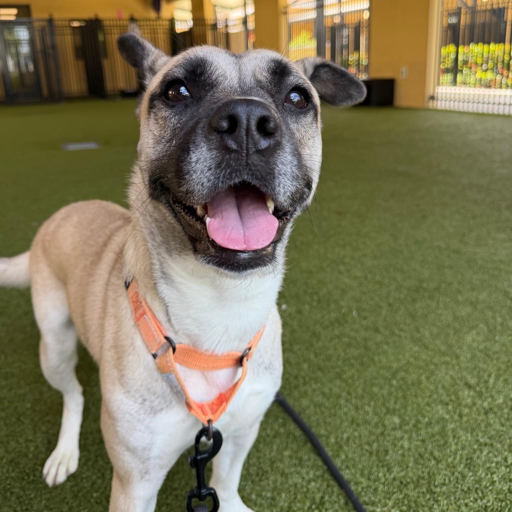 Sienna, a Adoptable mixed breed in West Palm Beach, FL image 5/6