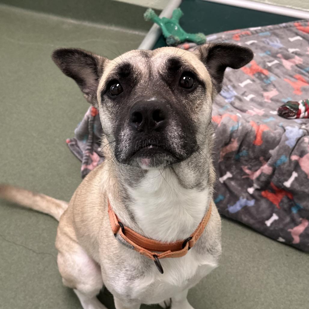 Sienna, a Adoptable mixed breed in West Palm Beach, FL image 6/6