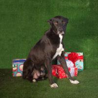 Celeste, a Adopted Shepherd in Carlsbad, CA image 1/5