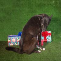 Celeste, a Adopted Shepherd in Carlsbad, CA image 2/5