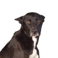 Celeste, a Adopted Shepherd in Carlsbad, CA image 3/5