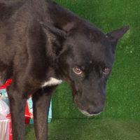 Celeste, a Adopted Shepherd in Carlsbad, CA image 4/5