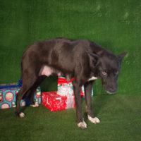 Celeste, a Adopted Shepherd in Carlsbad, CA image 5/5