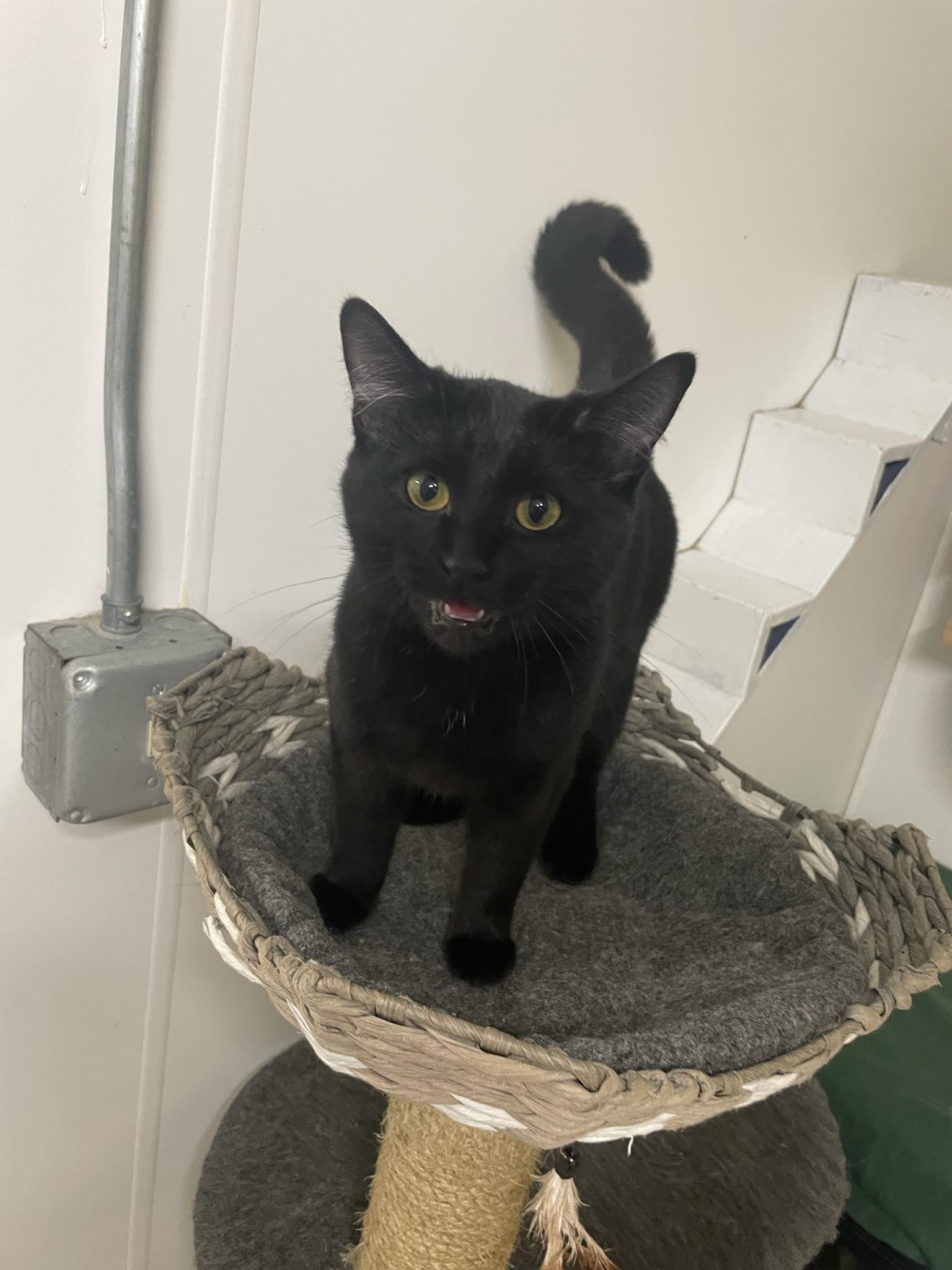 Enlarge Squeakers, a ADOPTABLE Domestic Short Hair in St. Maries, ID image 3/4