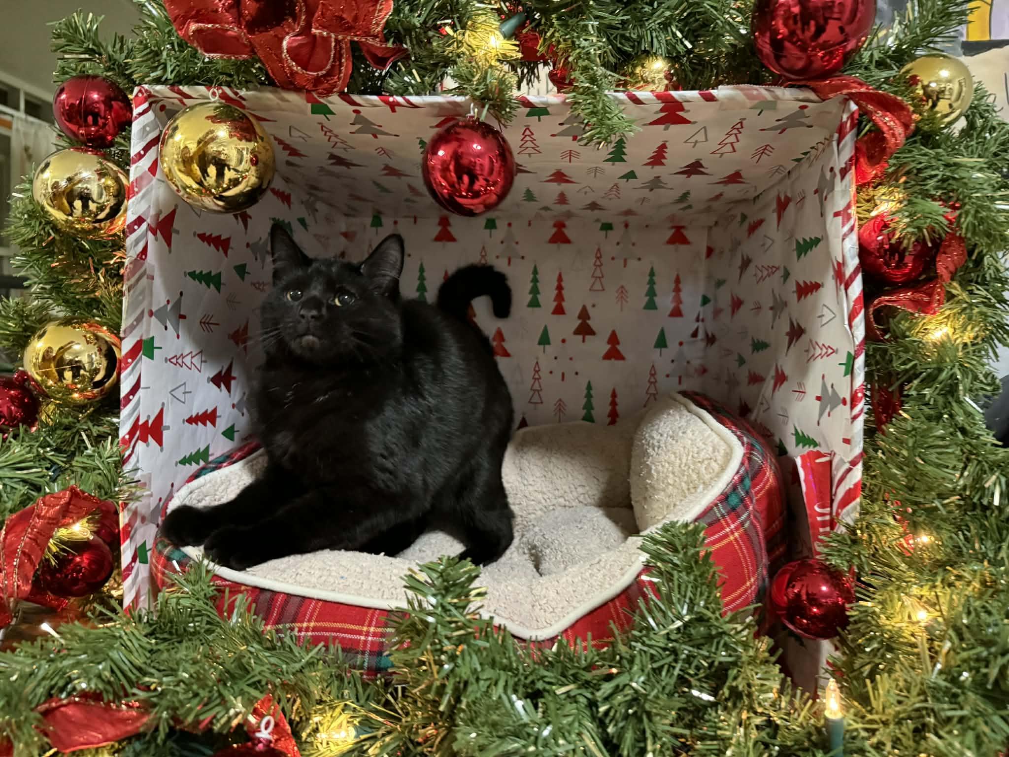 Enlarge Squeakers, a ADOPTABLE Domestic Short Hair in St. Maries, ID image 1/4