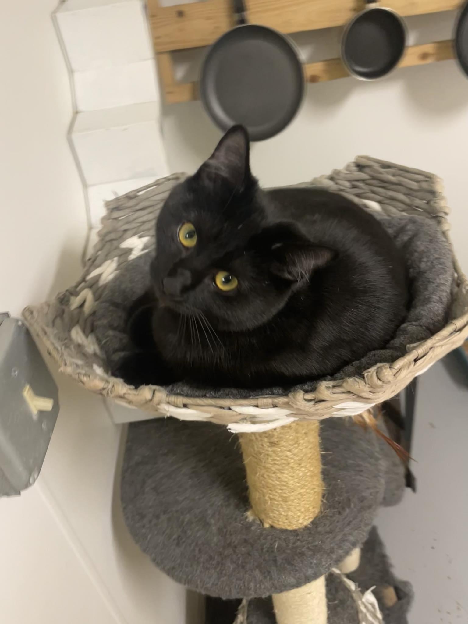 Enlarge Squeakers, a ADOPTABLE Domestic Short Hair in St. Maries, ID image 4/4