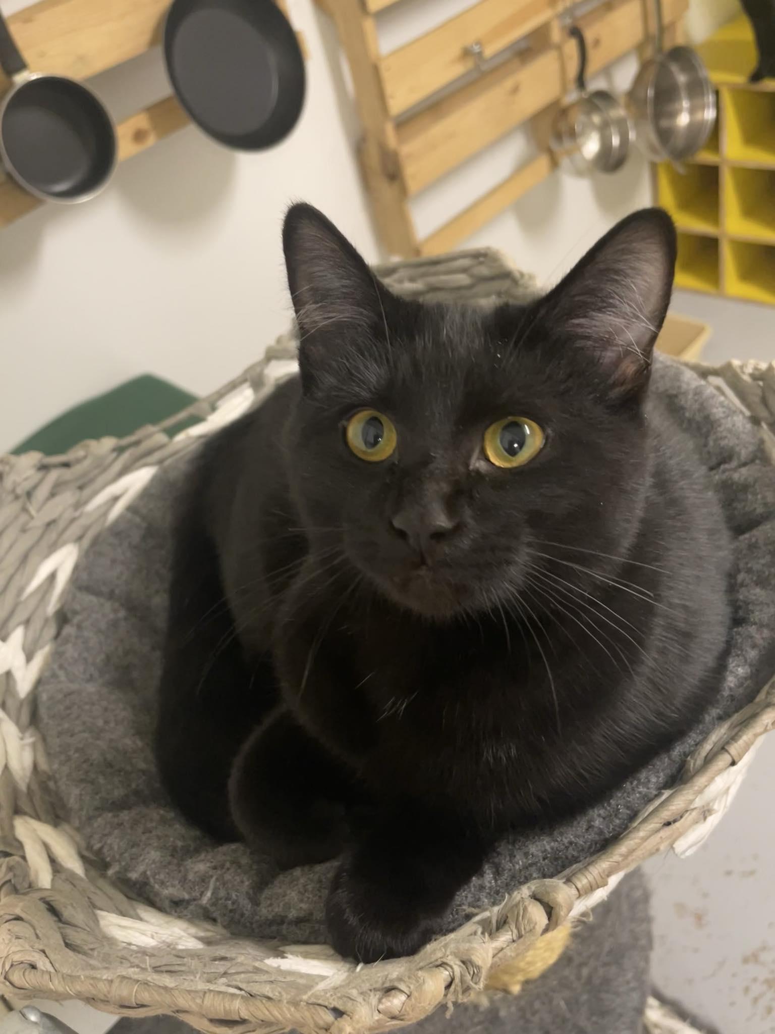 Enlarge Squeakers, a ADOPTABLE Domestic Short Hair in St. Maries, ID image 2/4