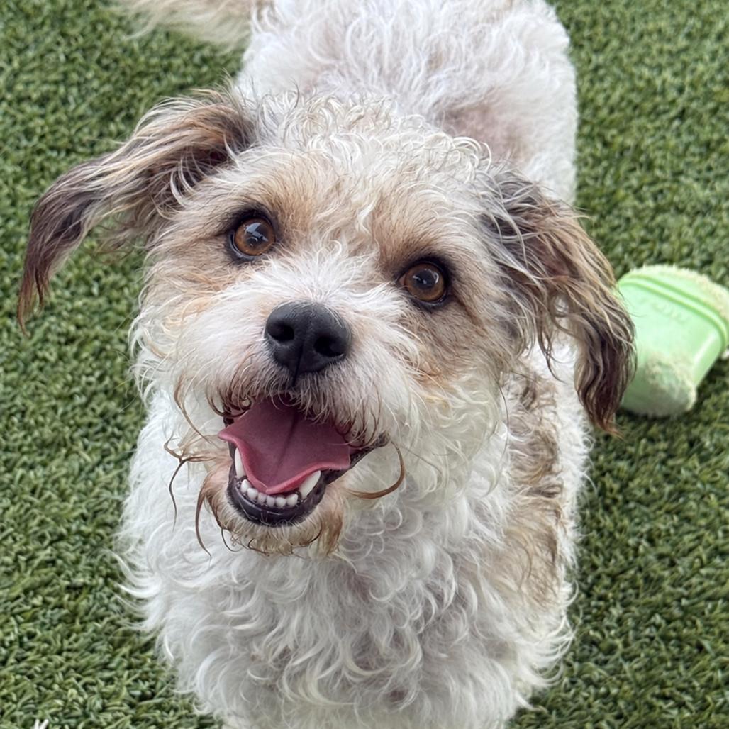 Skittles, Adoptable, Young Female Poodle.