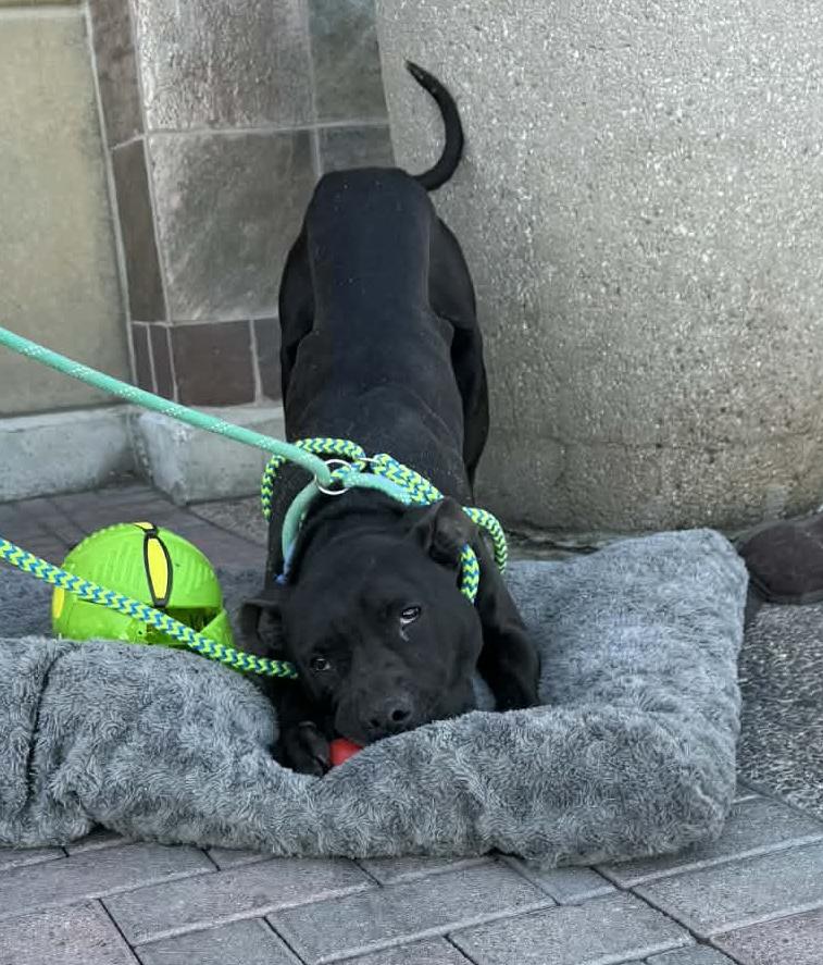 Enlarge DIESEL AKA BEASTY, an adoptable mixed breed in Las Vegas, NV image 3/4