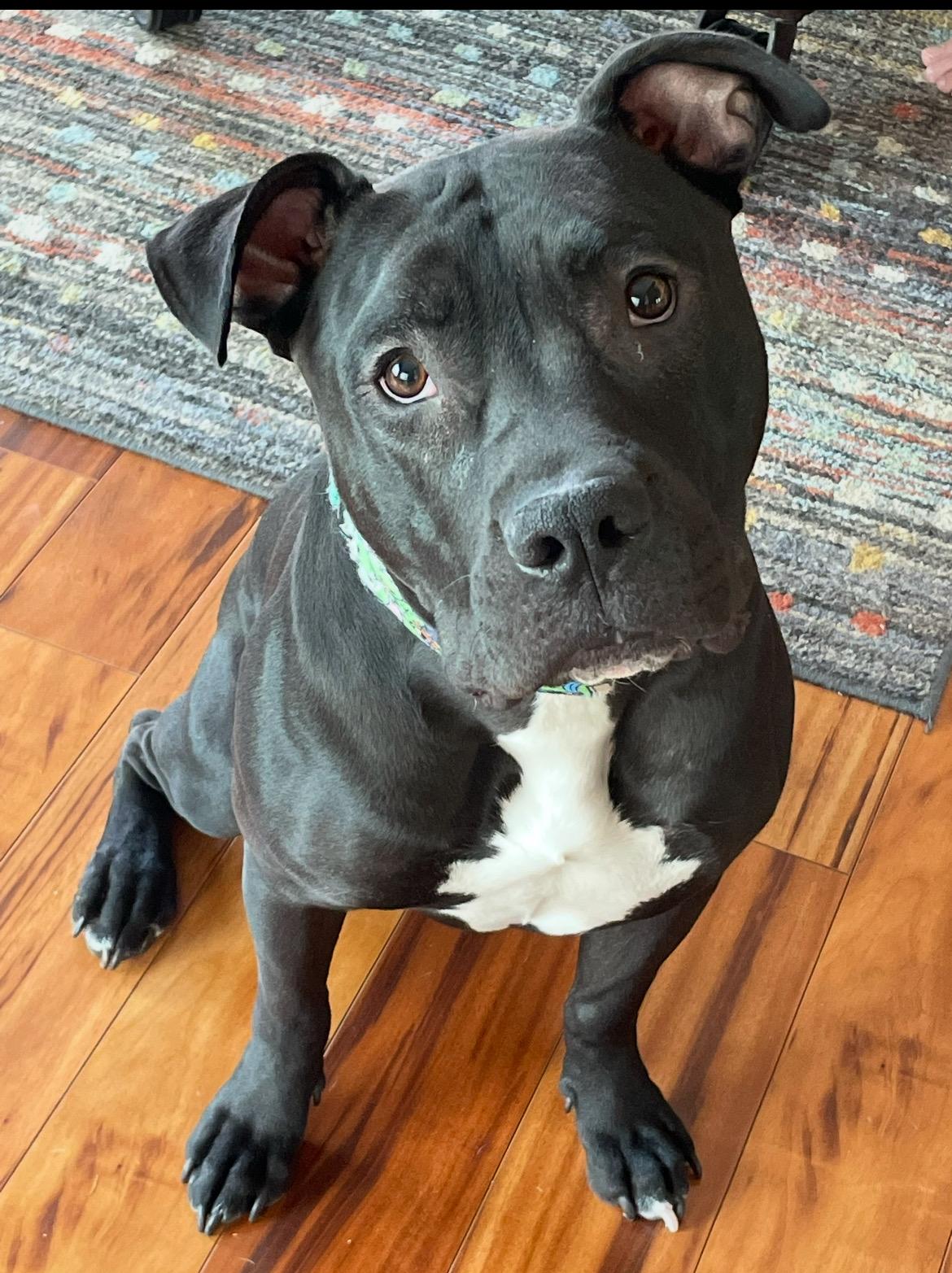 DIESEL AKA BEASTY, adoptable, Adult Male Pit Bull Terrier & Mixed Breed.