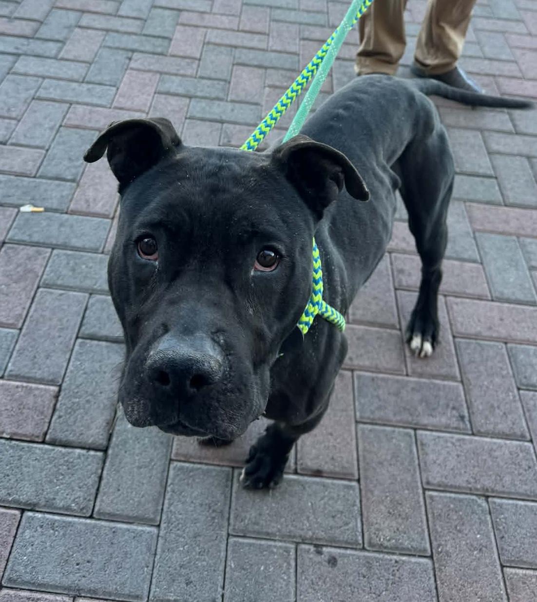 Enlarge DIESEL AKA BEASTY, an adoptable mixed breed in Las Vegas, NV image 2/4