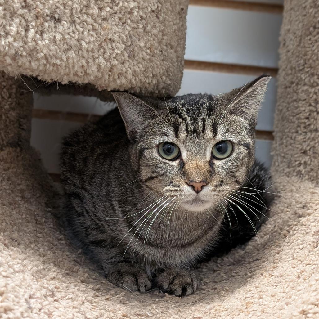 Shekere, Adoptable, Young Female Domestic Short Hair.