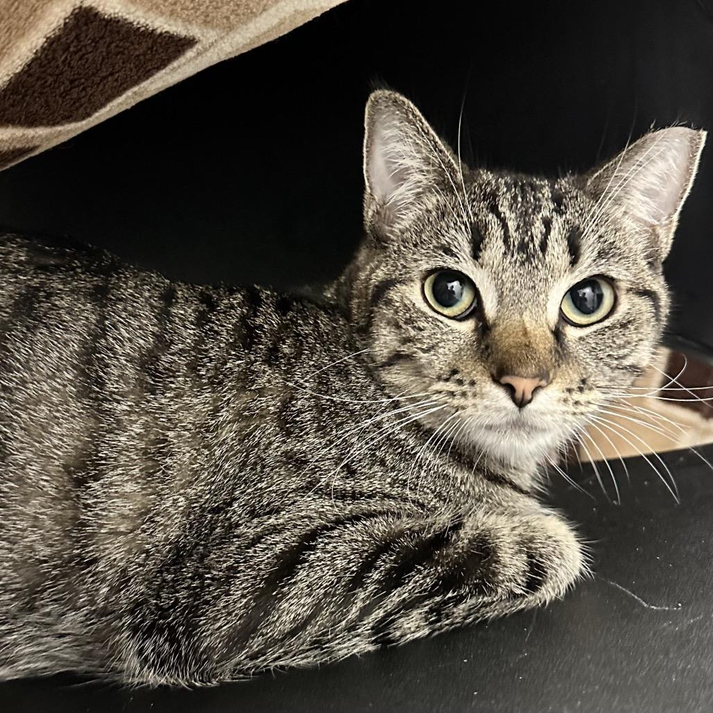 Enlarge Shekere, a Adoptable Domestic Short Hair in Brookfield, WI image 2/3