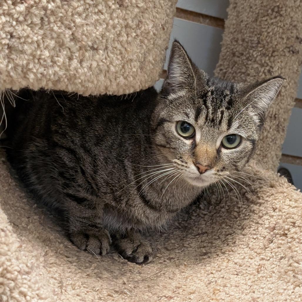Enlarge Shekere, a Adoptable Domestic Short Hair in Brookfield, WI image 3/3