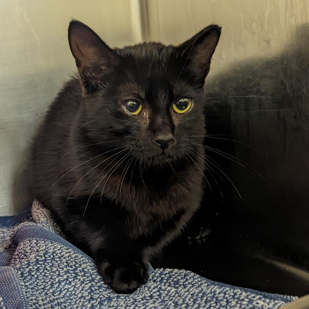 Enlarge Meredith, a Adoptable Domestic Short Hair in Auburn, AL image 1/1
