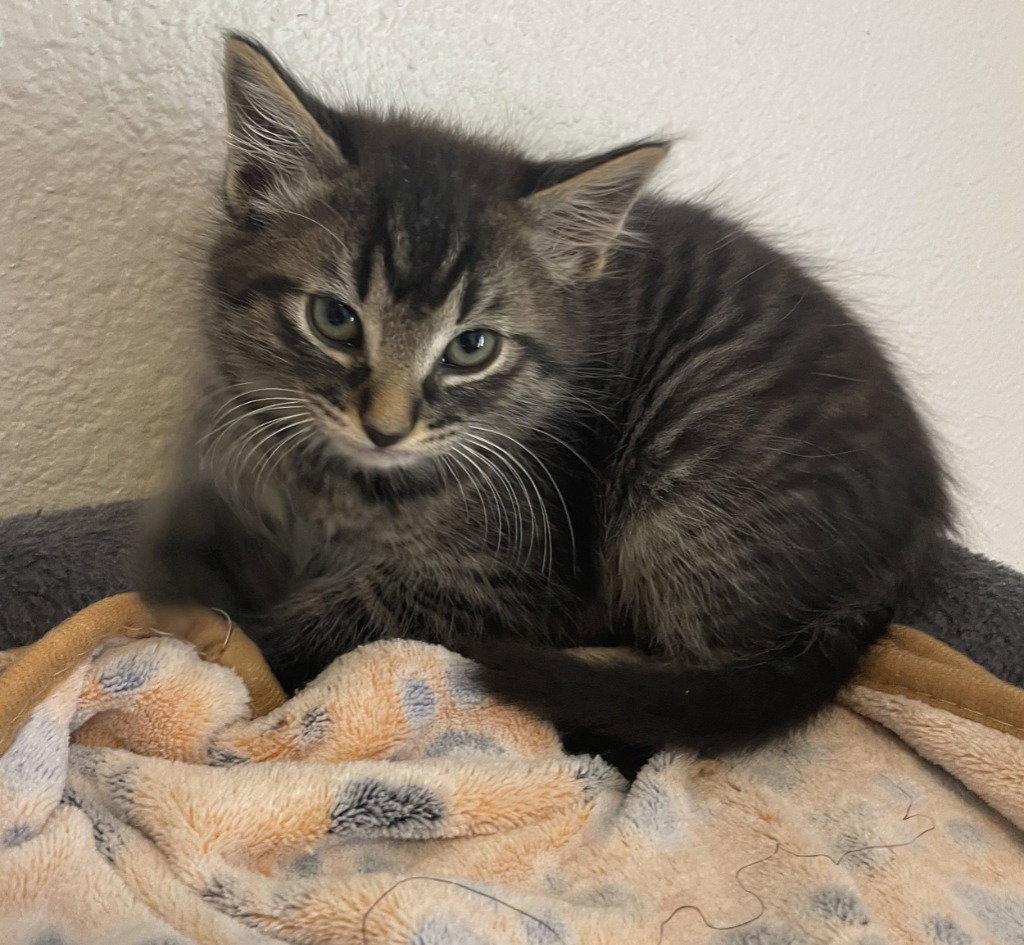 26-14 Neapolitan, a Adoptable Domestic Medium Hair in St. Helens, OR image 2/2