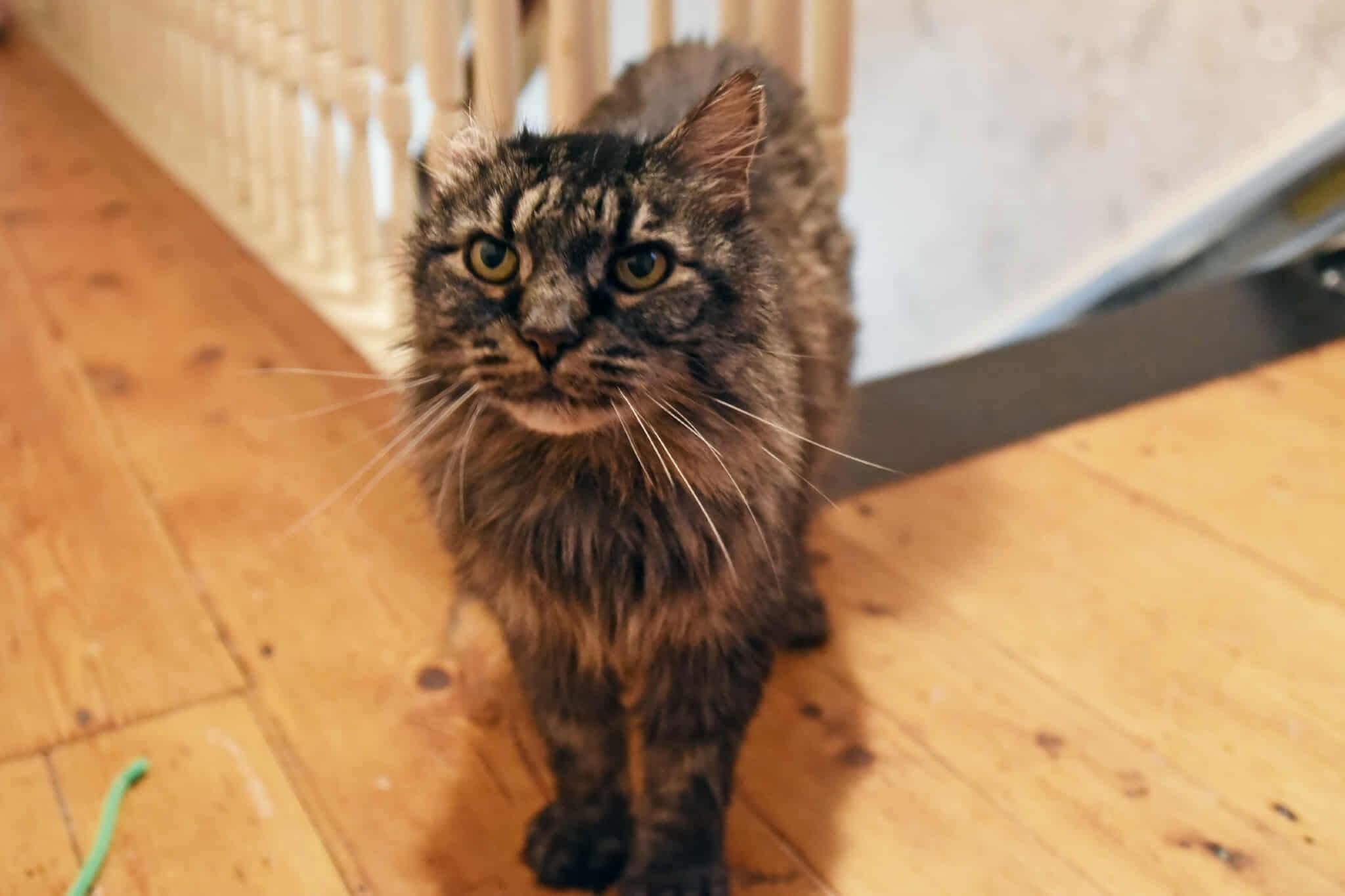 Enlarge Michaelangelo, a Adopted Domestic Long Hair in Johnstown, NY image 2/5