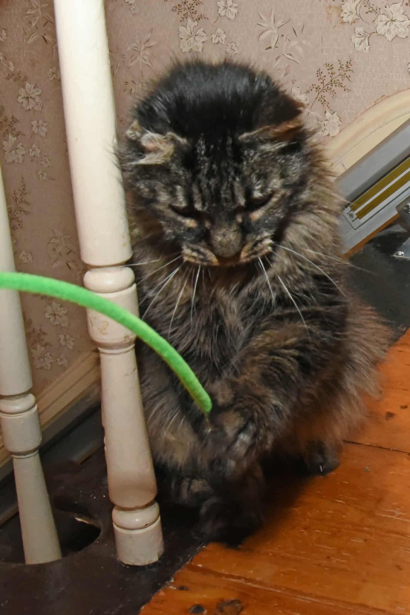 Enlarge Michaelangelo, a Adopted Domestic Long Hair in Johnstown, NY image 3/5