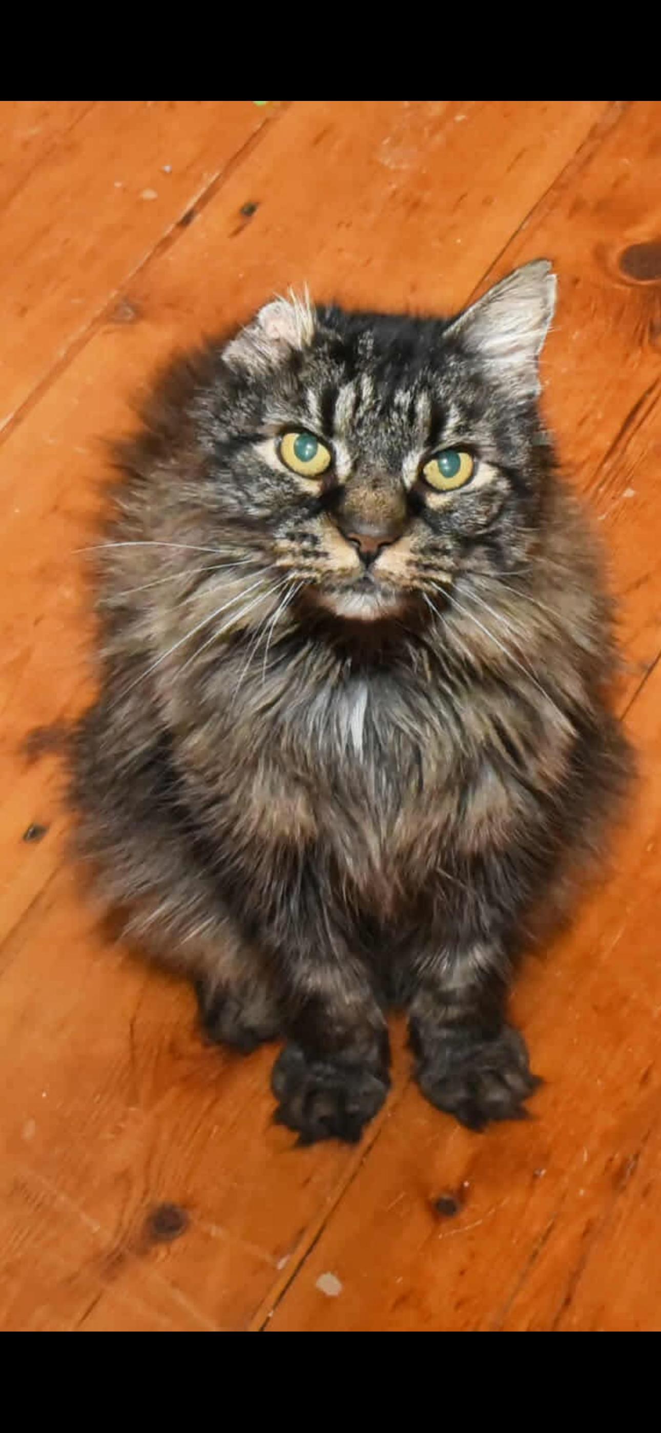 Michaelangelo, Adopted, Senior Male Domestic Long Hair.