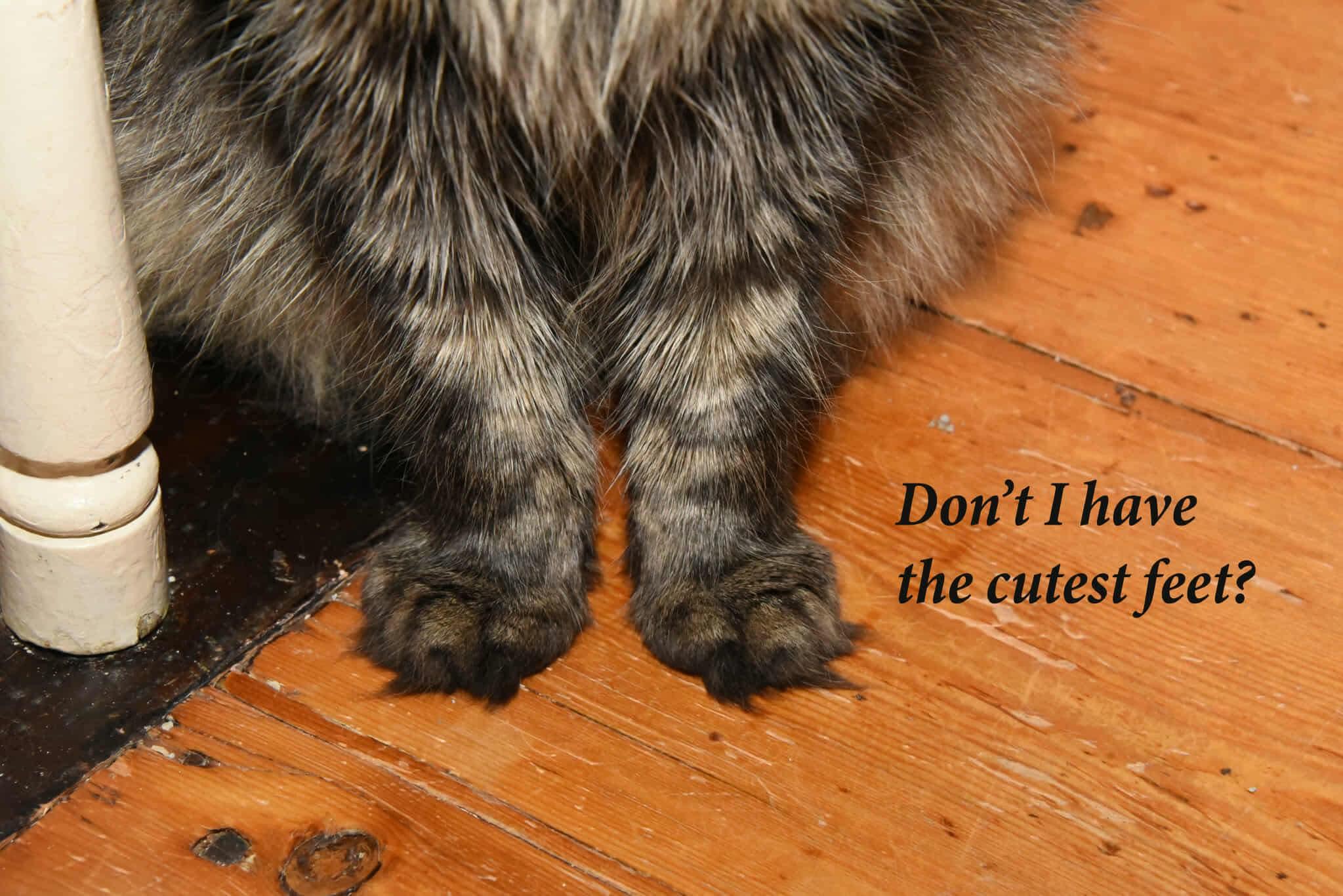 Enlarge Michaelangelo, a Adopted Domestic Long Hair in Johnstown, NY image 4/5