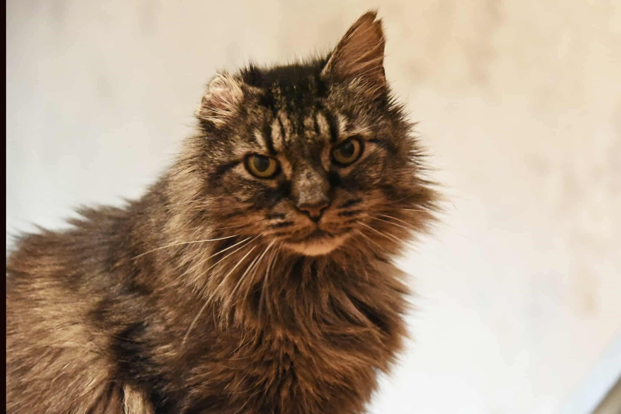 Enlarge Michaelangelo, a Adopted Domestic Long Hair in Johnstown, NY image 5/5