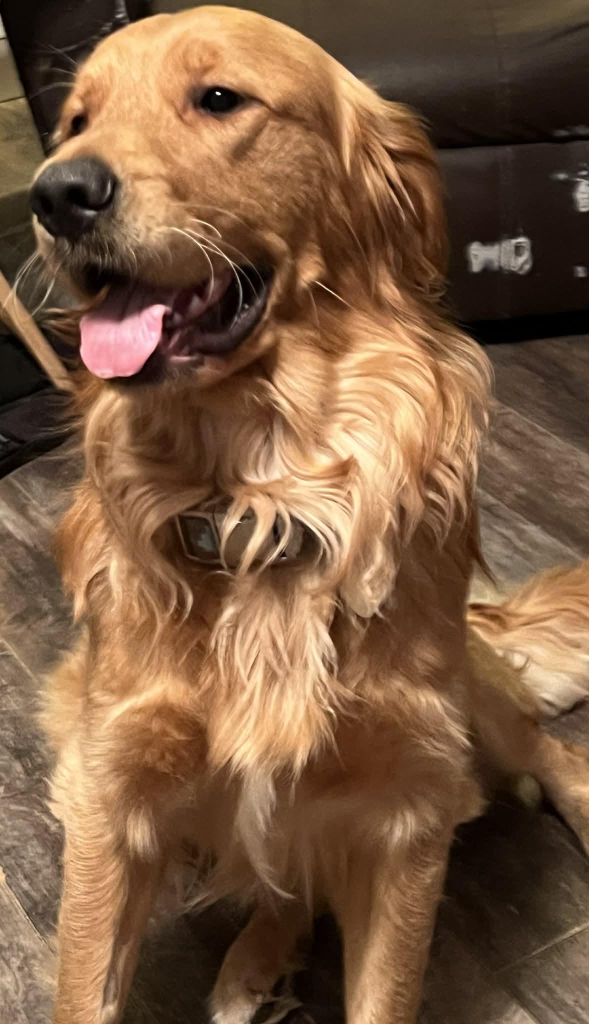 Ollie, an adopted Golden Retriever in Campbellsville, KY image 4/5