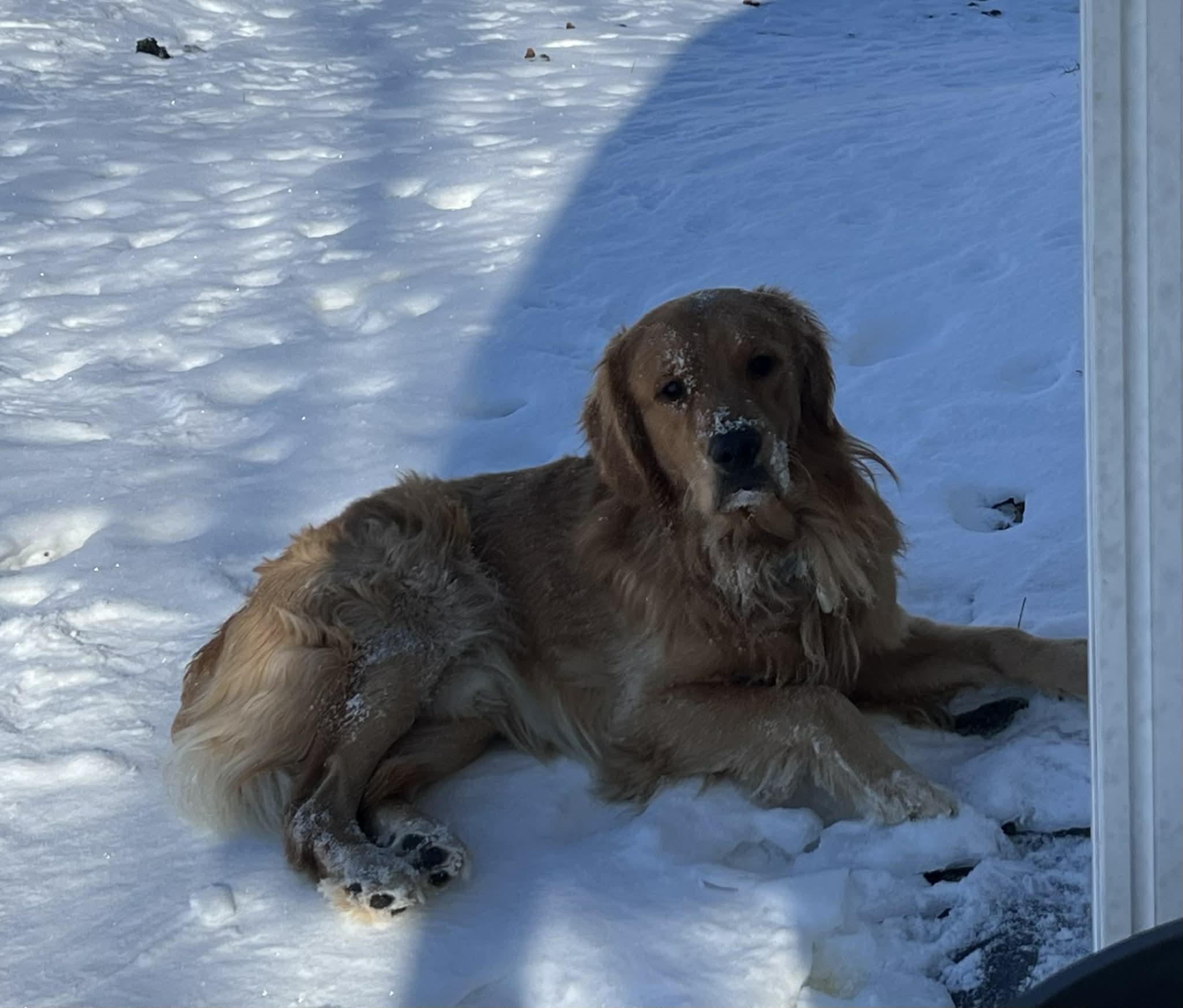 Ollie, an adopted Golden Retriever in Campbellsville, KY image 5/5