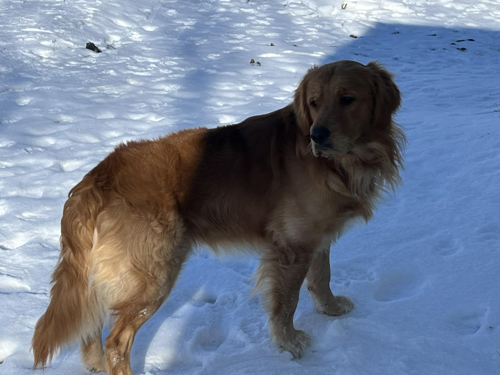 Ollie, an adopted Golden Retriever in Campbellsville, KY image 2/5