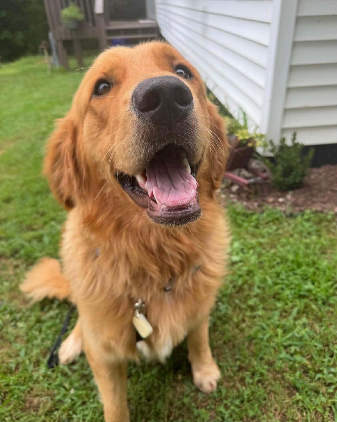 Ollie, adopted, Young Male Golden Retriever.