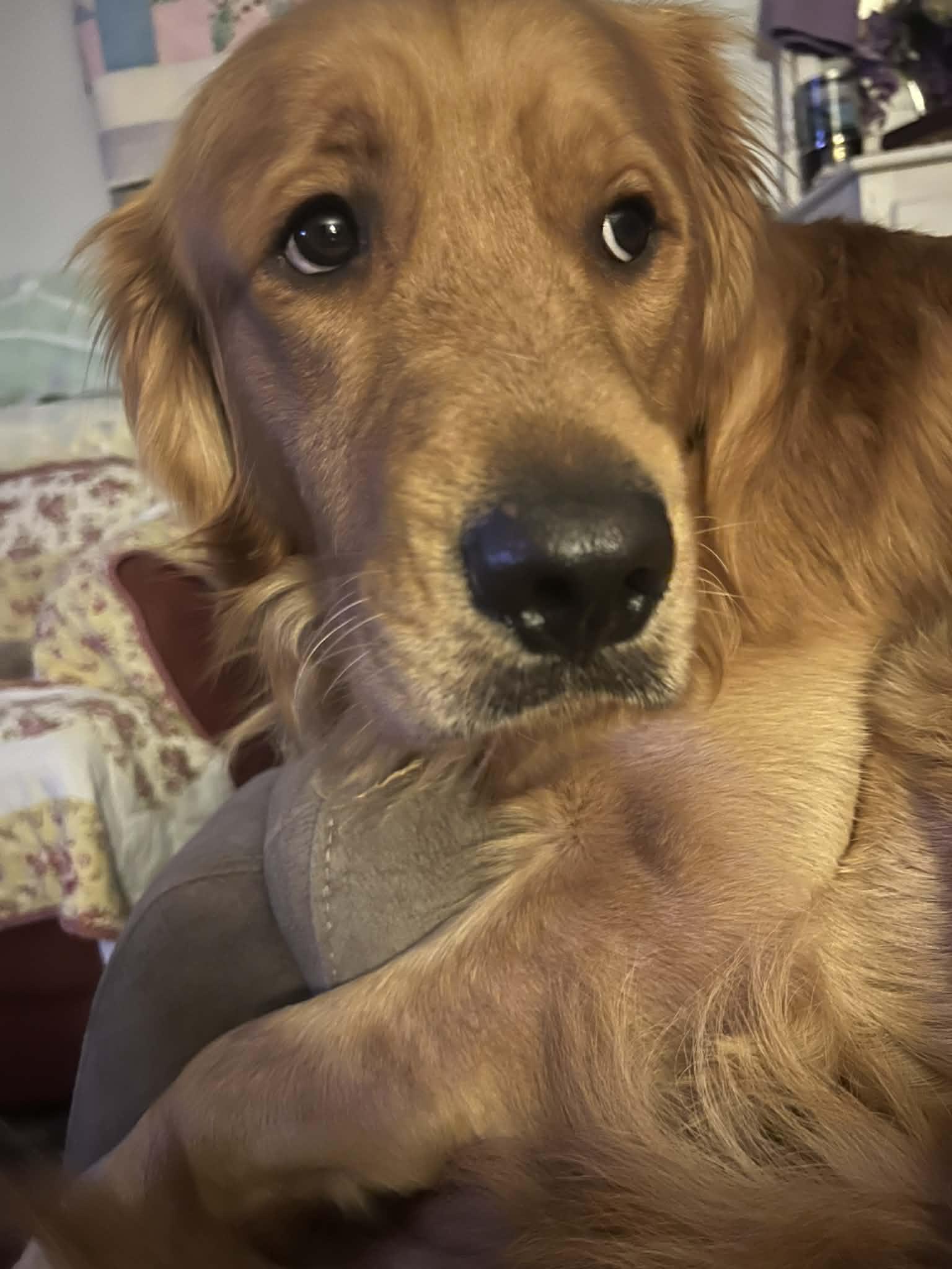 Ollie, an adopted Golden Retriever in Campbellsville, KY image 3/5