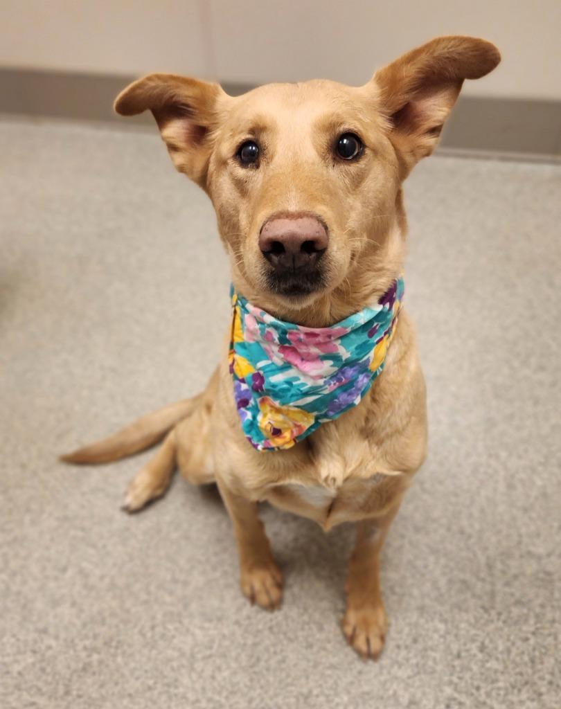 Enlarge Fitger, a Adoptable Shepherd in Superior, WI image 1/1