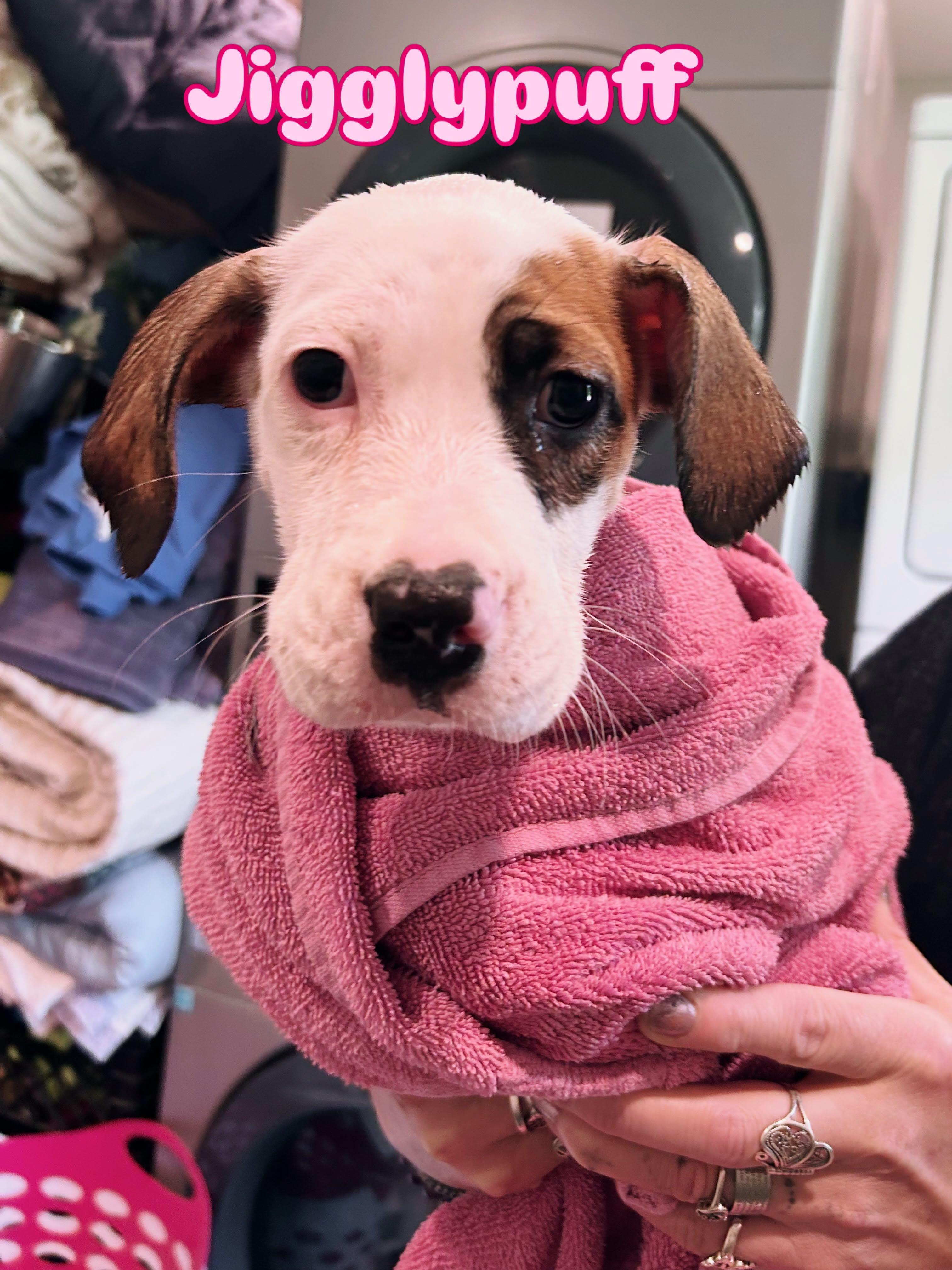 Jigglypuff, adopted, Puppy Female Mixed Breed.