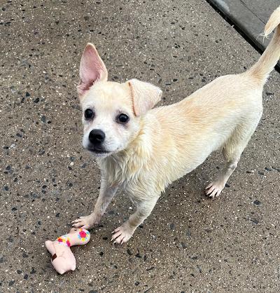 Jenny, an adoptable Pekingese, Terrier in Long Beach, NY, 11561 | Photo Image 3