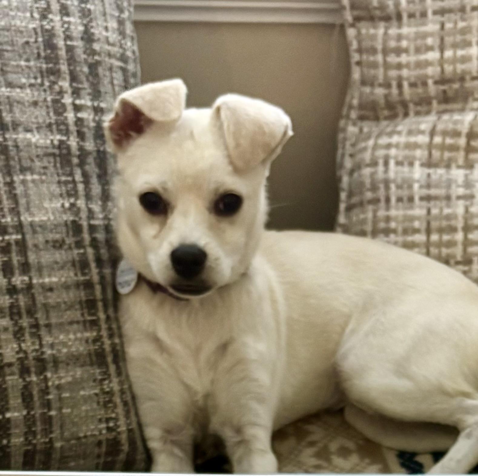 Jenny, an adoptable Pekingese, Terrier in Long Beach, NY, 11561 | Photo Image 2